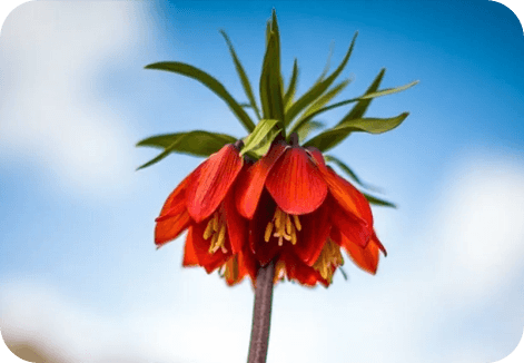 چهارمحال و بختیاری